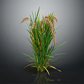 Green Reed Plant with Green Yellow Striped Leaves Brown Spikes Against Dark Background and Reflection
