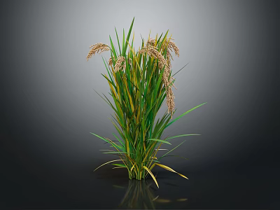 Green Reed Plant with Green Yellow Striped Leaves Brown Spikes Against Dark Background and Reflection 3d model