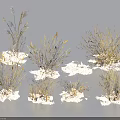 Golden Wild Grasses In Multiple Clumps With Various Natural Shapes For Decorative