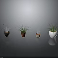 Four Different Plants in Various Colored and Shaped Pots on Grey Background with Reflection