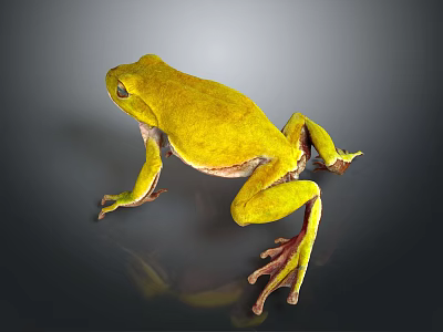 Vibrant Yellow Reptile Standing On Dark Surface With Clear Body Reflection 3d model