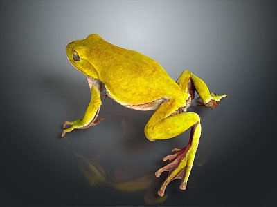 Frog Poison Frog Game Frog Reptile Cold Blooded Animal Reptile 3d model