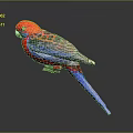 Red And Blue Parrot With Striped Feathers On Dark Background With Reflection
