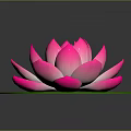 Blooming Pink Lotus Flower With Fresh Green Lily Pad On Dark Background