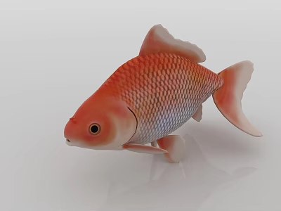 Orange Goldfish With Shiny Scales And Flowing Fins On White Background 3d model