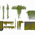 Climbing And Hanging Green Vines For Wall Decoration And Garden Design