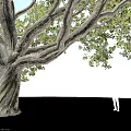 Tall Large Tree with Thick Trunk Extended Branches and Lush Foliage Beside Silhouette Figure