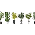 Variety of Bonsai Potted Plants with Different Leaf Types and Stylish Pots