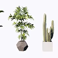 Diverse Potted Green Plants With Various Foliage And Decorative Pots
