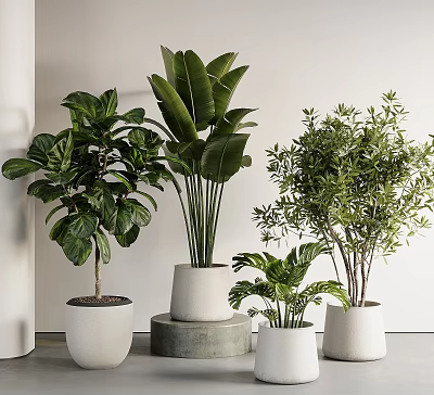 Decorative Indoor Potted Plants With Large Small Leaves In White Stone Containers 3d model