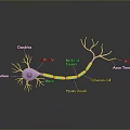 Medical Device for Neuronal Structure Research Featuring Dendrite Axon Myelin Sheath and Synapse