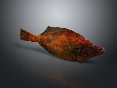 Vibrant Red Orange Flat Fish With Green Hues On Dark Reflective Background 3d model