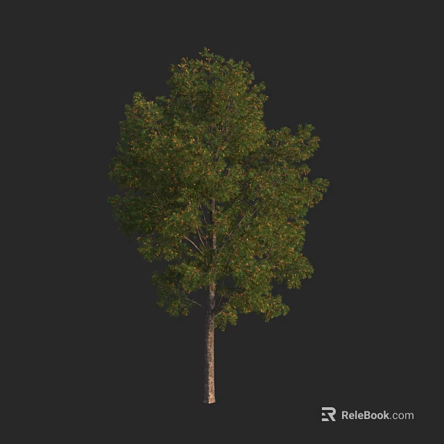 Lush Green Leafy Tree With Tall Brown Trunk And Dense Foliage Canopy Structure 3d model 