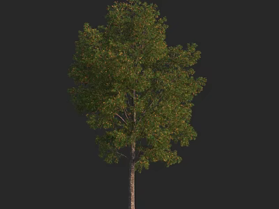 Lush Green Leafy Tree With Tall Brown Trunk And Dense Foliage Canopy Structure 3d model