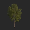 Lush Green Leafy Tree With Tall Brown Trunk And Dense Foliage Canopy Structure