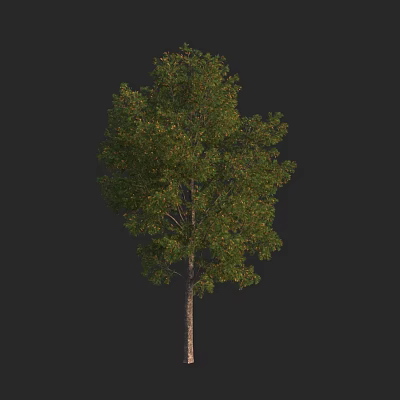 Lush Green Leafy Tree With Tall Brown Trunk And Dense Foliage Canopy Structure 3d model