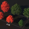Red Maple Arbor Varieties With Green And Red Foliage For Garden Landscaping Projects