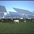 Solar Panels Power Daily Electrical Appliances in Farm with Cows and Pigs