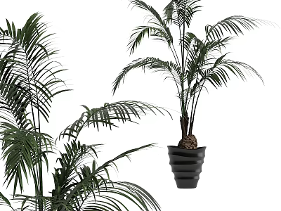 Lush Potted Palm Bonsai Plant With Black Layered Pot And Green Foliage 3d model