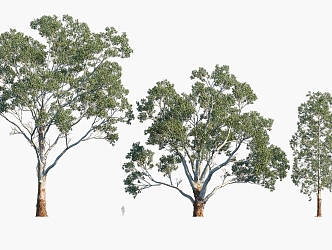 Plants Trees Landscape Trees Arbor 3d model