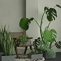Indoor Decorative Potted Plants Including Monstera And Snake Plant In Home Setting