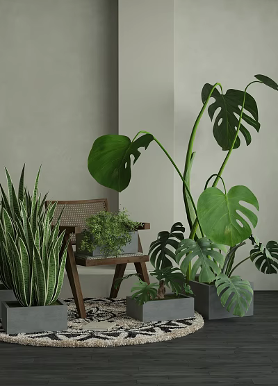 Indoor Decorative Potted Plants Including Monstera And Snake Plant In Home Setting 3d model