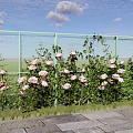 Vibrant Pink Roses Blooming Beside Green Fence Under Blue Sky With White Clouds