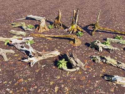 Modern Dead Wood Outdoor Dead Wood Sump Natural Landscape 3d model