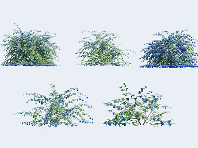 Various Types Of Ornamental Shrubs With Blue Flowers And Green Foliage 3d model