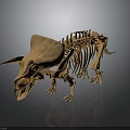 Detailed Triceratops Skeleton 3D Model of Prehistoric Dinosaur with Anatomical Structure