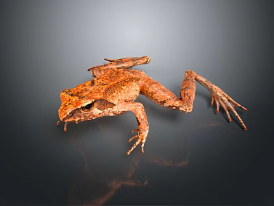 Brown Reptile With Detailed Skin Crawling On Dark Reflective Surface 3d model