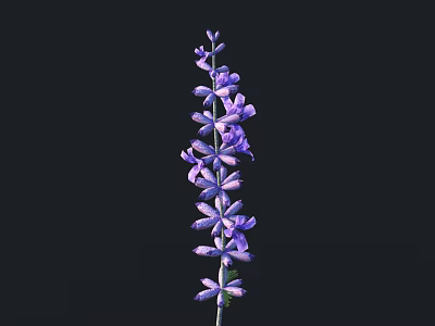 Blooming Purple Lavender Flowers on Long Stem Isolated Against Black Background 3d model