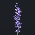 Blooming Purple Lavender Flowers on Long Stem Isolated Against Black Background