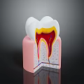 Human Tooth Cross Section Anatomy Showing Enamel Dentin Pulp And Gum