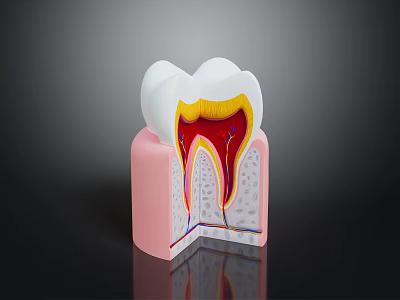 Human Tooth Cross Section Anatomy Showing Enamel Dentin Pulp And Gum 3d model