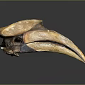Prehistoric Flying Animal Skull with Large Beak and Textured Surface on Dark Background