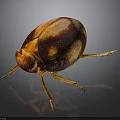Reddish Brown Beetle With Yellow Spots And Orange Legs On Dark Background