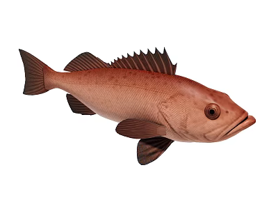 Realistic Red Fish Side View With Fins Scales And Eye Details 3d model