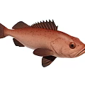 Realistic Red Fish Side View With Fins Scales And Eye Details