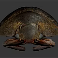 Shiny Black And Brown Beetle With Textured Exoskeleton On Dark Surface