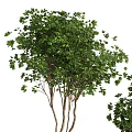Elegant Modern Garden Decor With Black Planters Gold Accents And Lush Green Foliage Plants