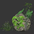 Various Green Plants With Different Leaf Shapes And Varying Heights Near Large Rock