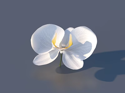 White Orchid Flower With Large Petals And Yellow Center Against Gray Background With Subtle Reflection 3d model