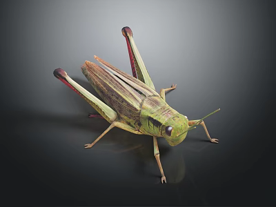 Realistic Detailed Green Brown Locust With Long Hind Legs And Wings On Dark Background 3d model