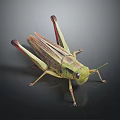 Realistic Detailed Green Brown Locust With Long Hind Legs And Wings On Dark Background
