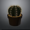 Small Green Round Cactus With Yellow Spines In Brown Ceramic Pot