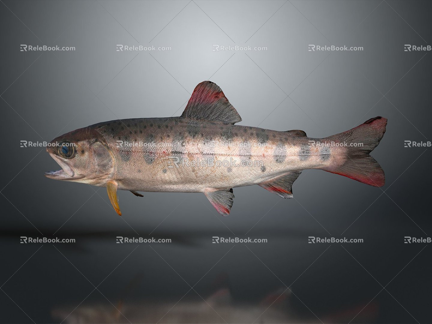 Fish Freshwater Fish Sea Fish Animal Game Animal Cartoon Animal Realistic Animal 3d model