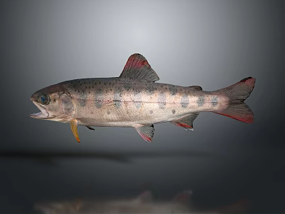Spotted Gray Aquatic Fish With Red Fins Tail Open Mouth And Reflection 3d model