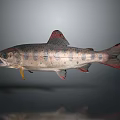 Fish Freshwater Fish Sea Fish Animal Game Animal Cartoon Animal Realistic Animal 3d model