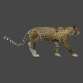 Graceful Spotted Leopard Walking In Sunlit Natural Habitat With Distinctive Fur